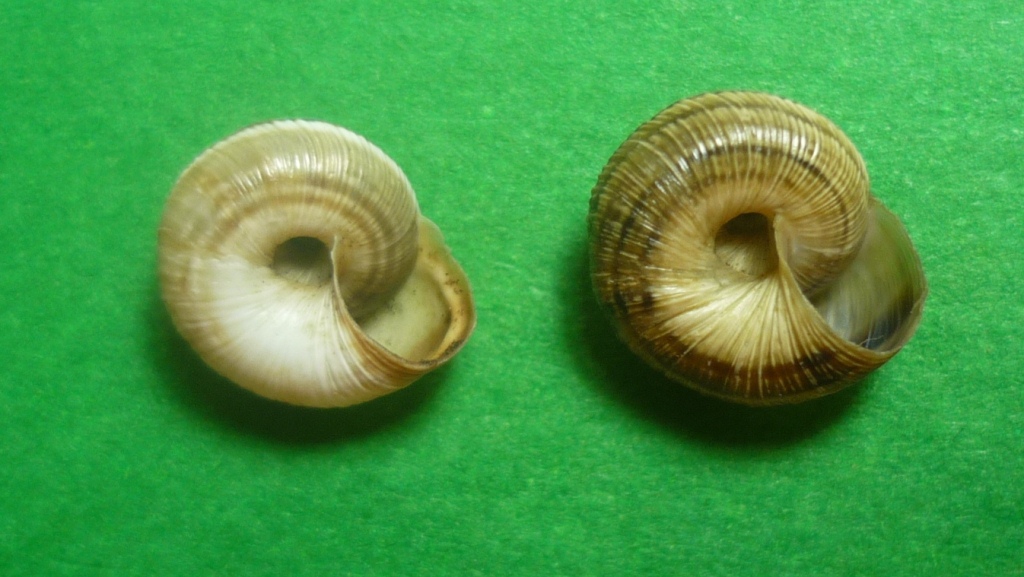 Cernuella cisalpina